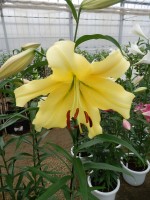 [4193 Golden Power ST No02.JPG]